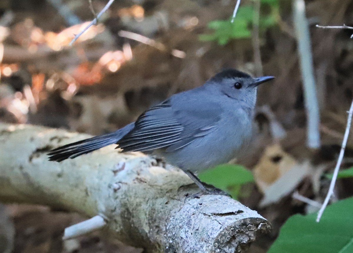 Gray Catbird - ML634616707