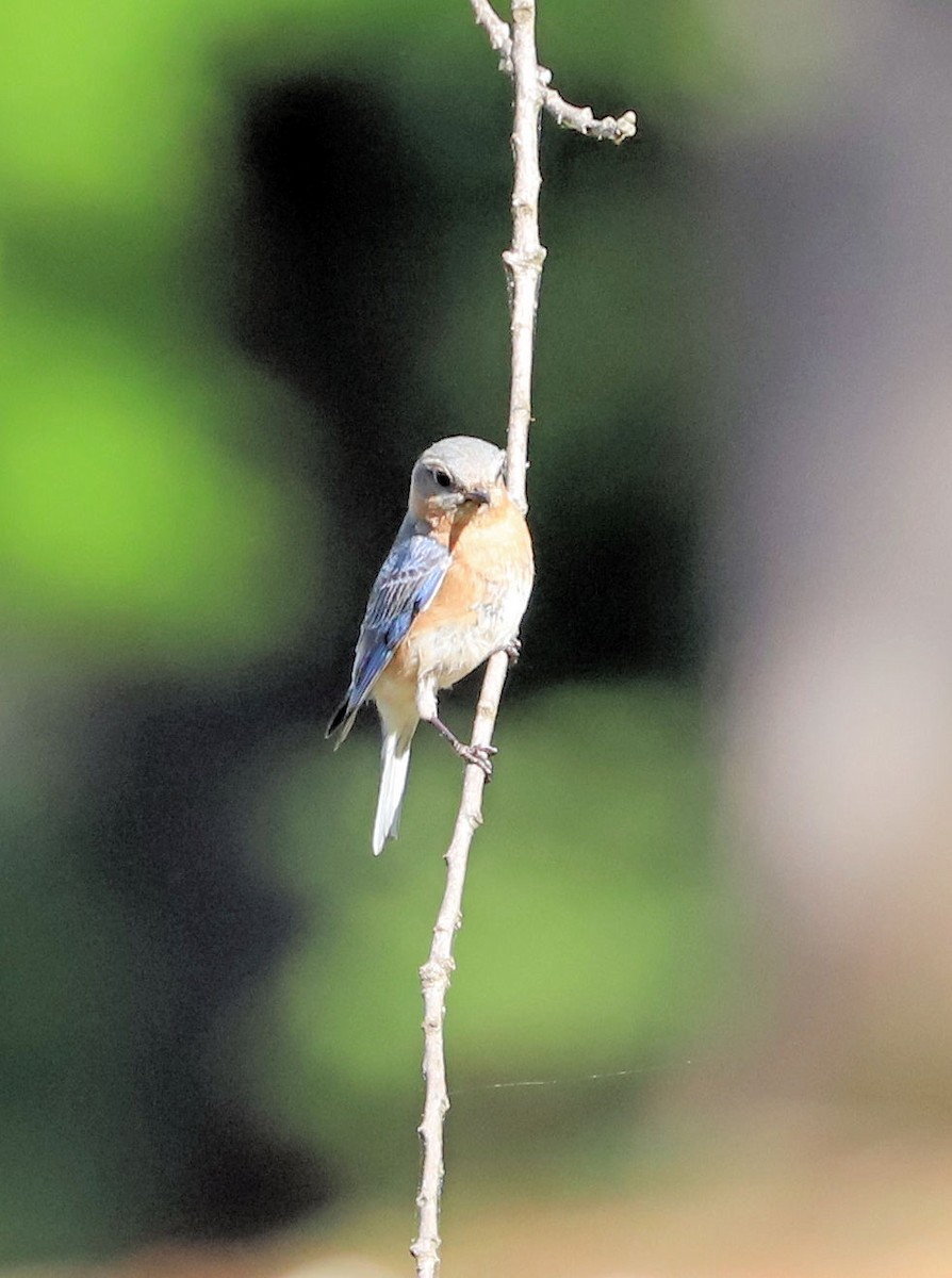 Eastern Bluebird - ML634616725