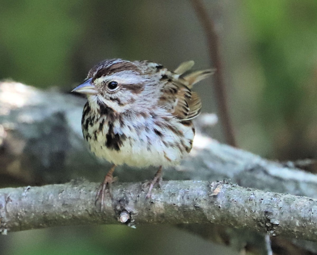 Song Sparrow - ML634616750