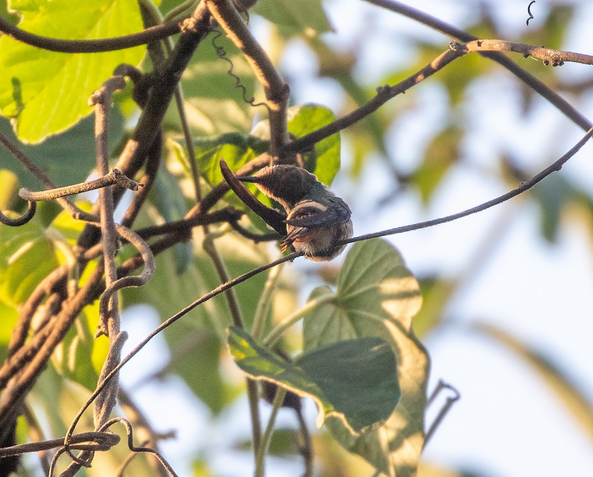 Short-crested Coquette - ML634616772