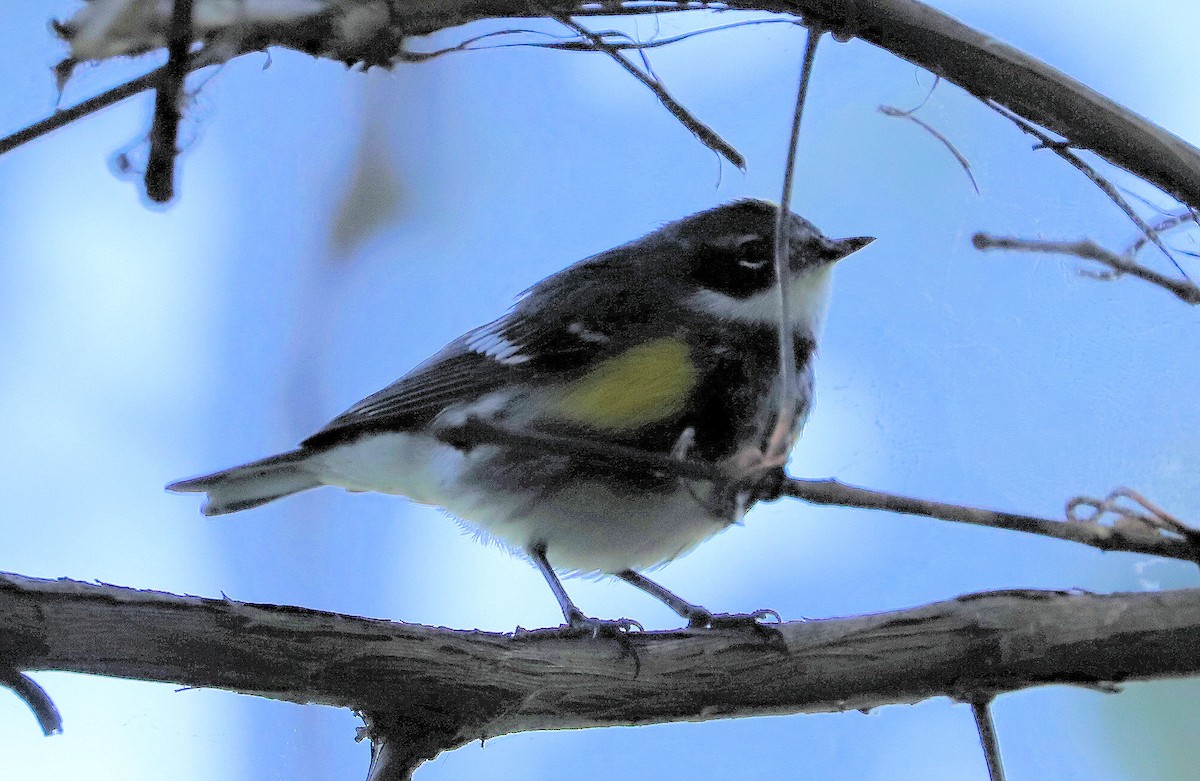 Yellow-rumped Warbler (Myrtle) - ML634616775