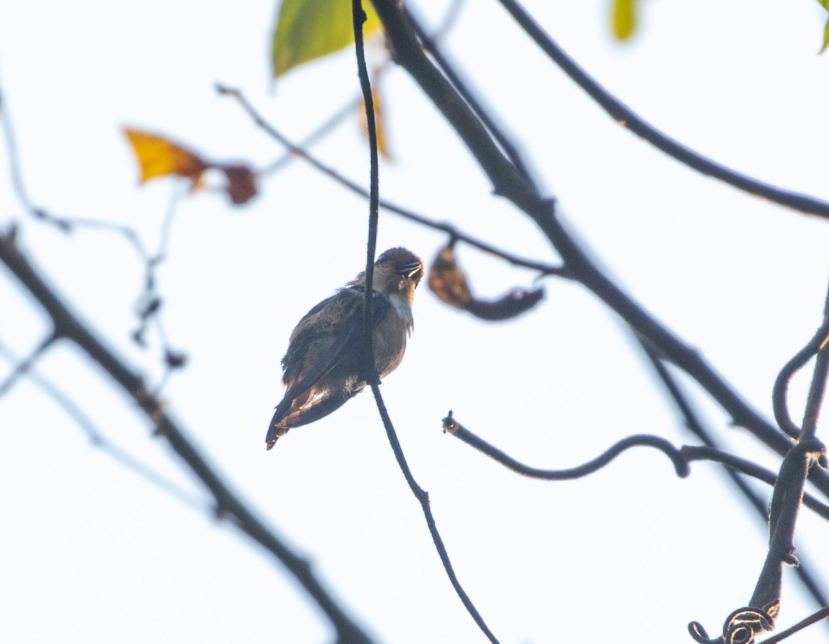 Short-crested Coquette - ML634616783