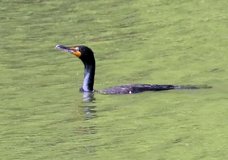 Double-crested Cormorant - ML634616802
