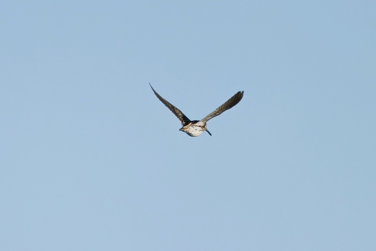 Jack Snipe - ML634616859