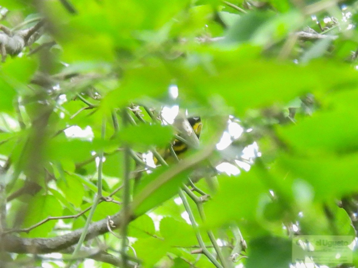 Magnolia Warbler - ML634616864