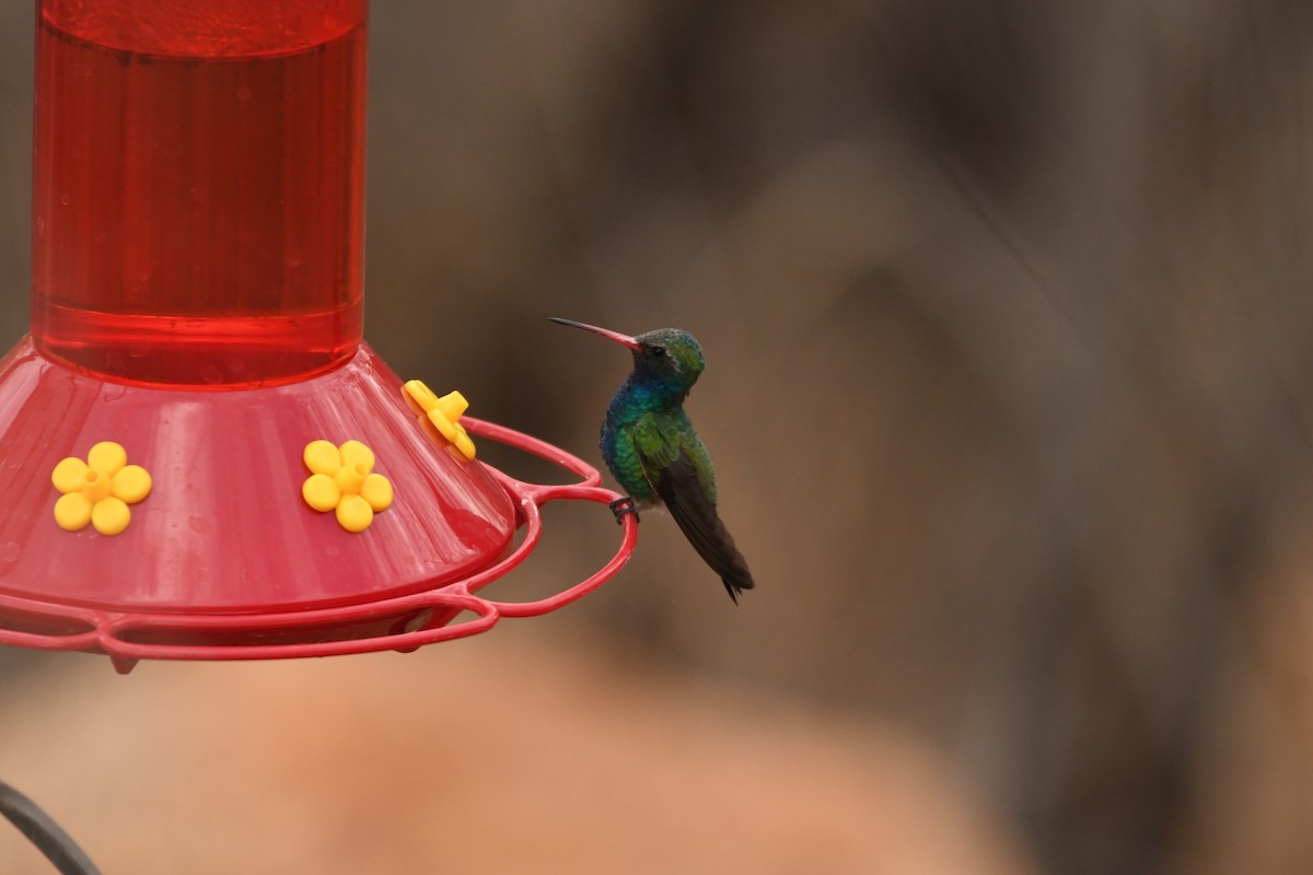 Broad-billed Hummingbird - ML634616941