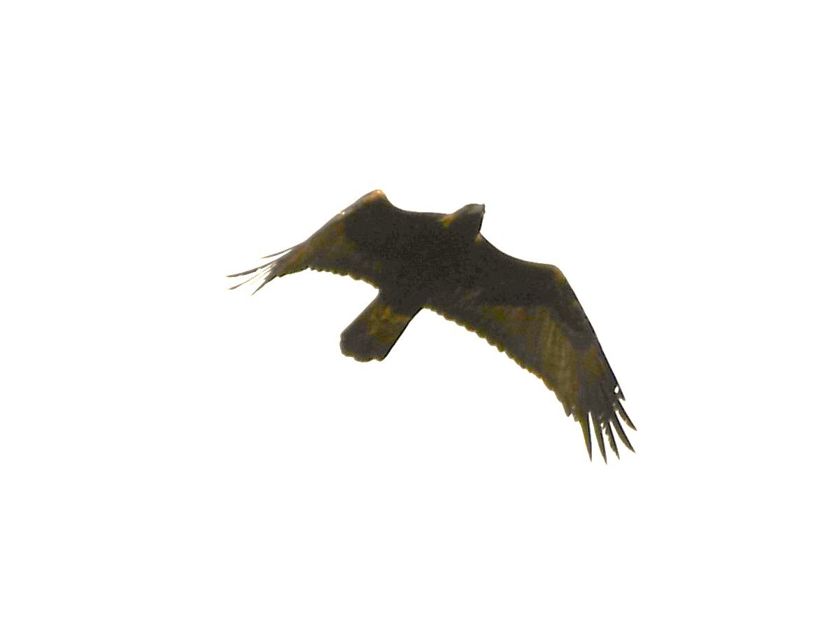 Golden Eagle - ML634616947