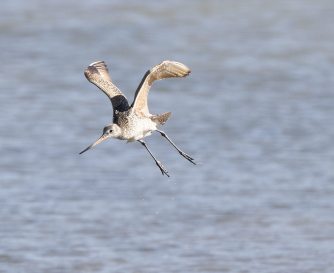 Marbled Godwit - ML634616949