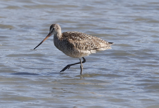 Marbled Godwit - ML634616955