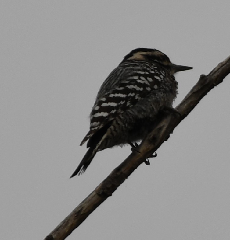 Ladder-backed Woodpecker - ML634616966