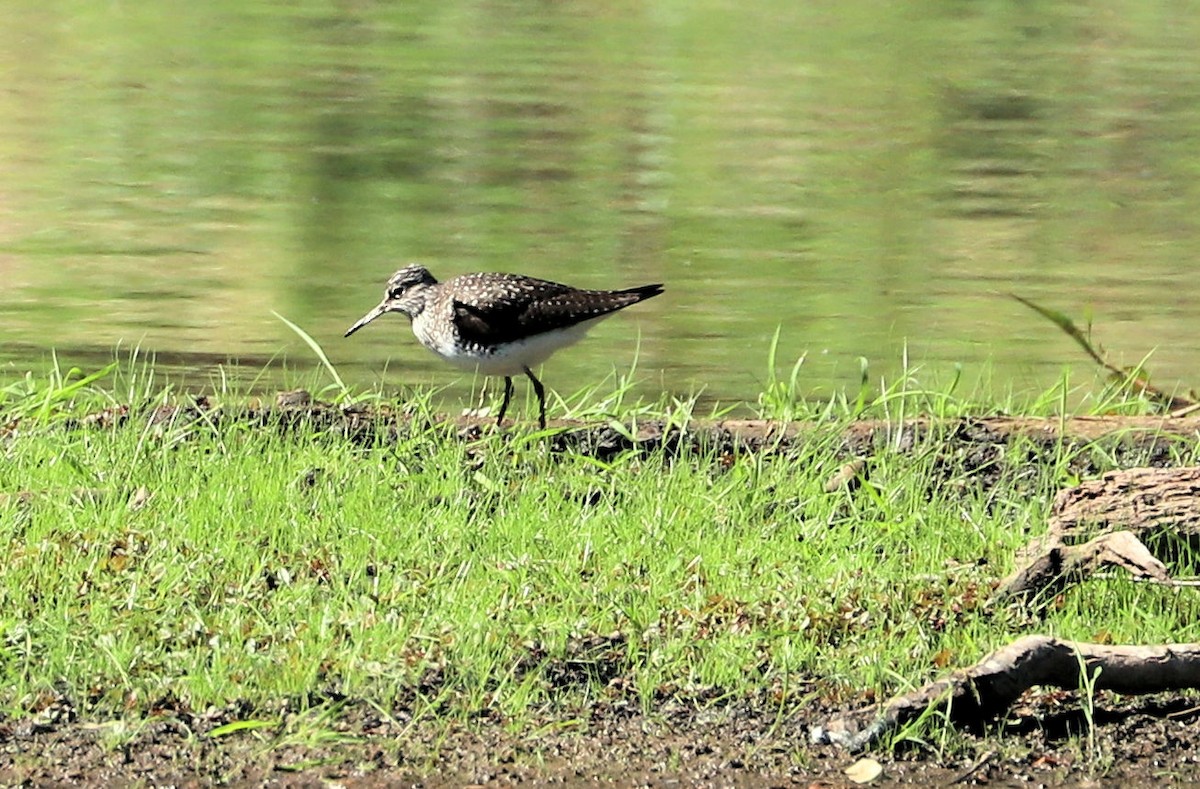 Solitary Sandpiper - ML634616990
