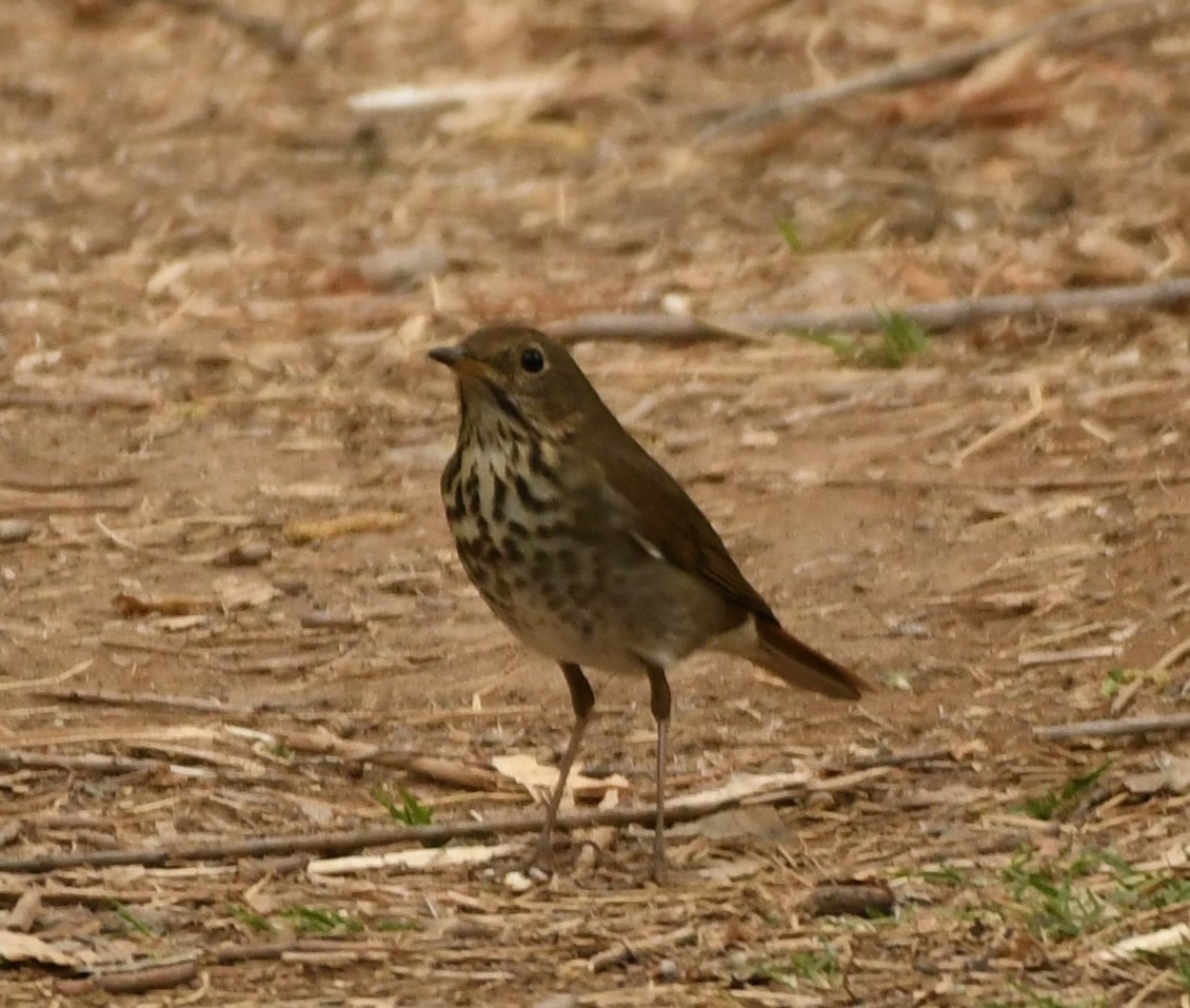 Hermit Thrush - ML634616992