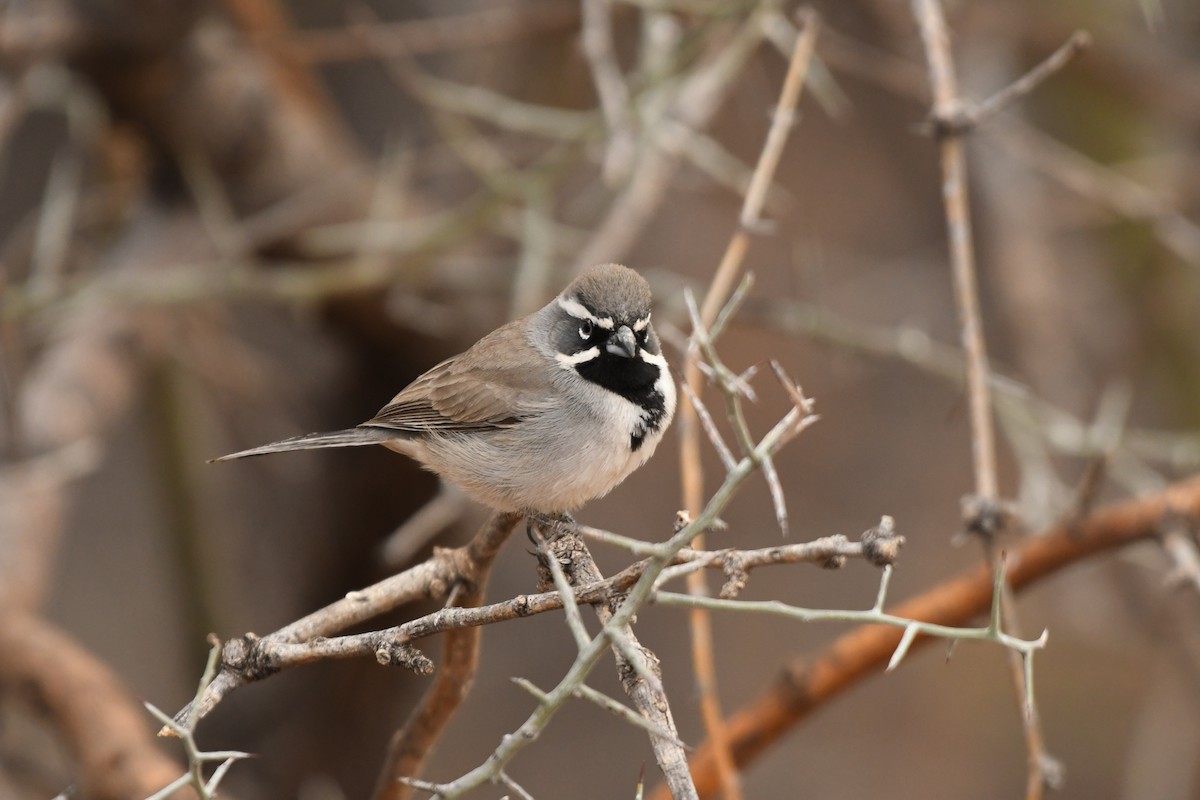Black-throated Sparrow - ML634617002