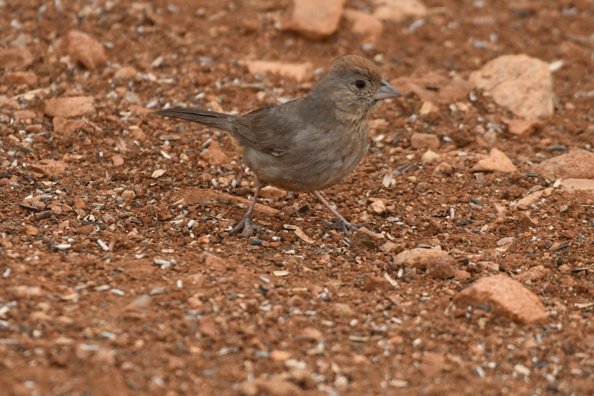 Canyon Towhee - ML634617008
