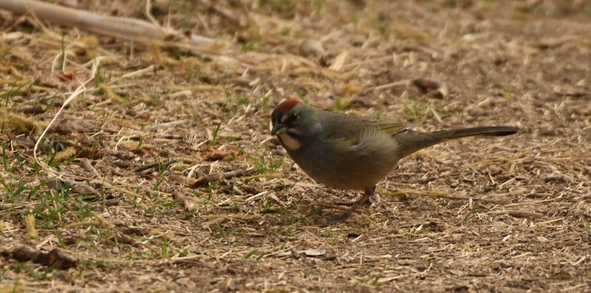 Green-tailed Towhee - ML634617017