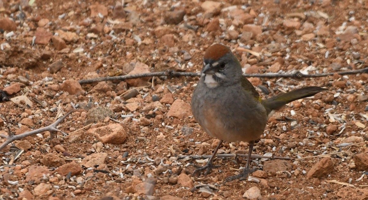 Green-tailed Towhee - ML634617024