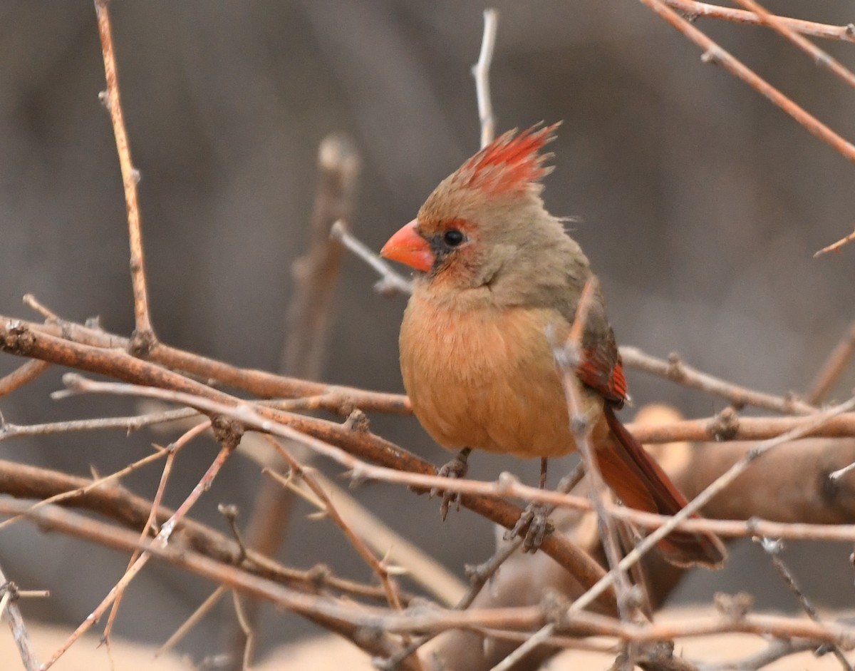 Northern Cardinal - ML634617029