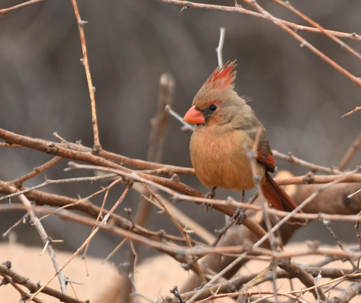 Northern Cardinal - ML634617034