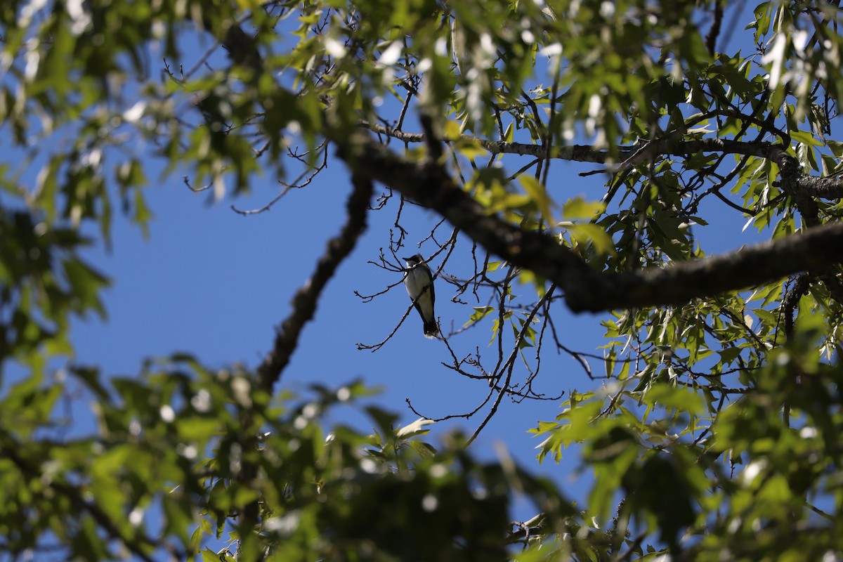 Eastern Kingbird - ML634617212