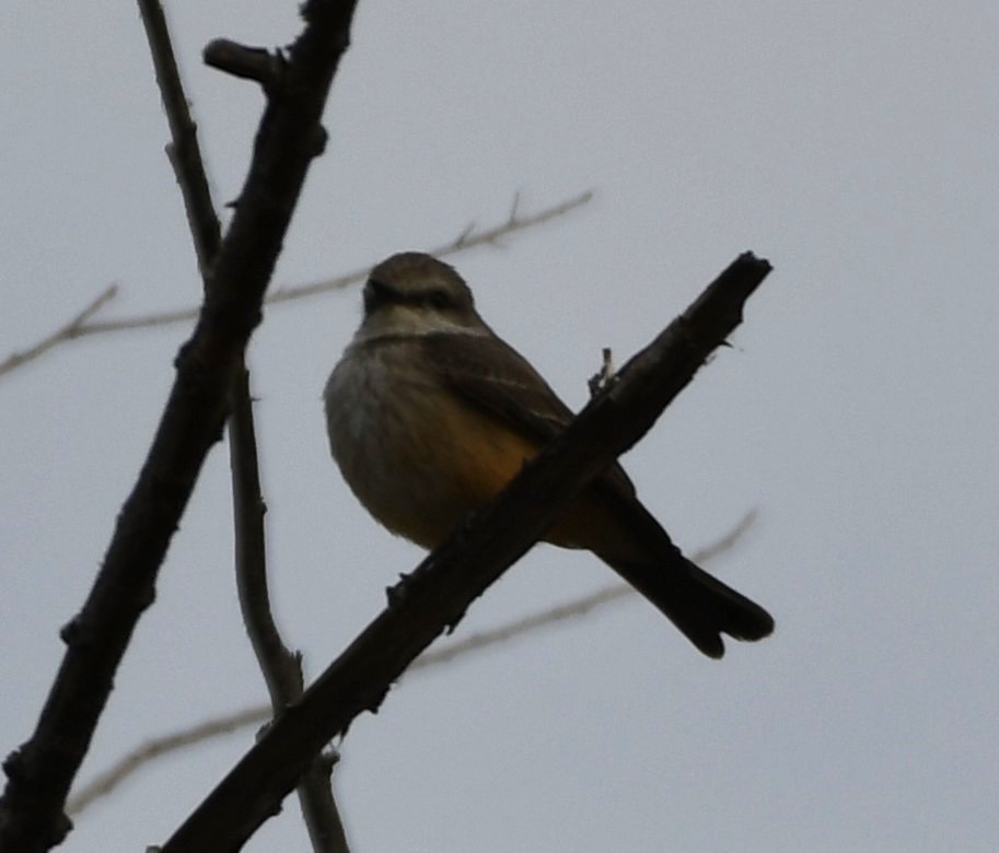 Vermilion Flycatcher - ML634617247