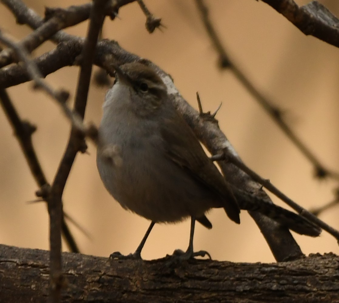 Bewick's Wren - ML634617293