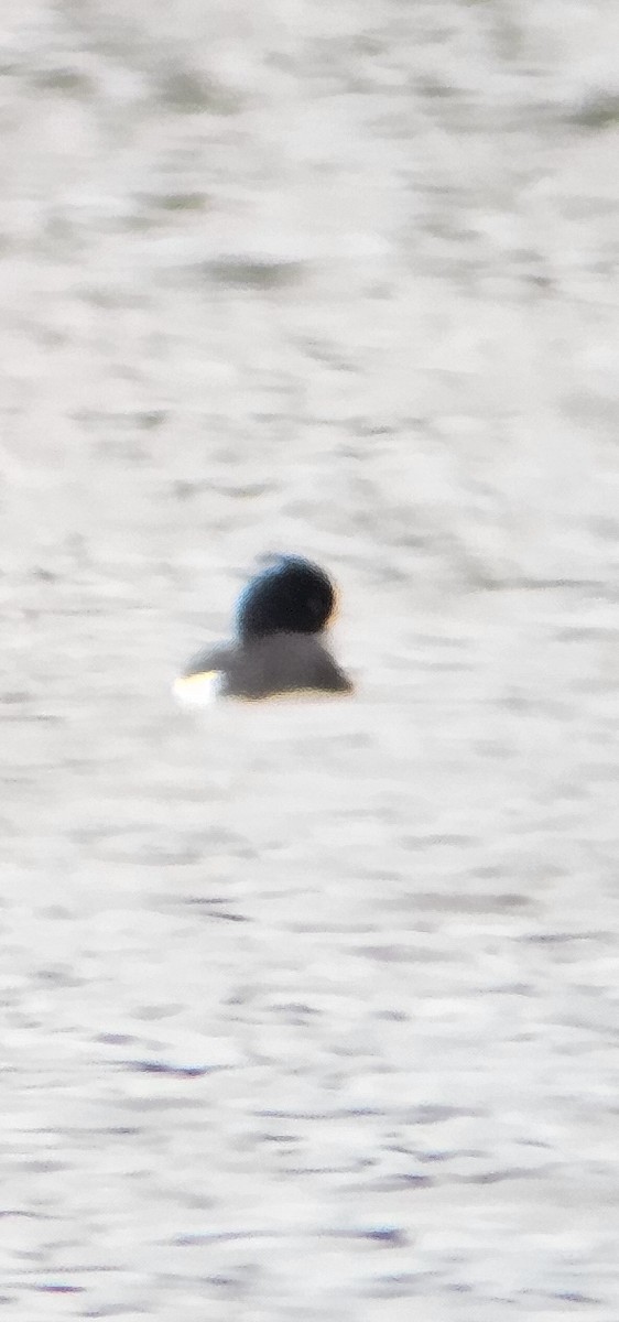 Tufted Duck - ML634617300