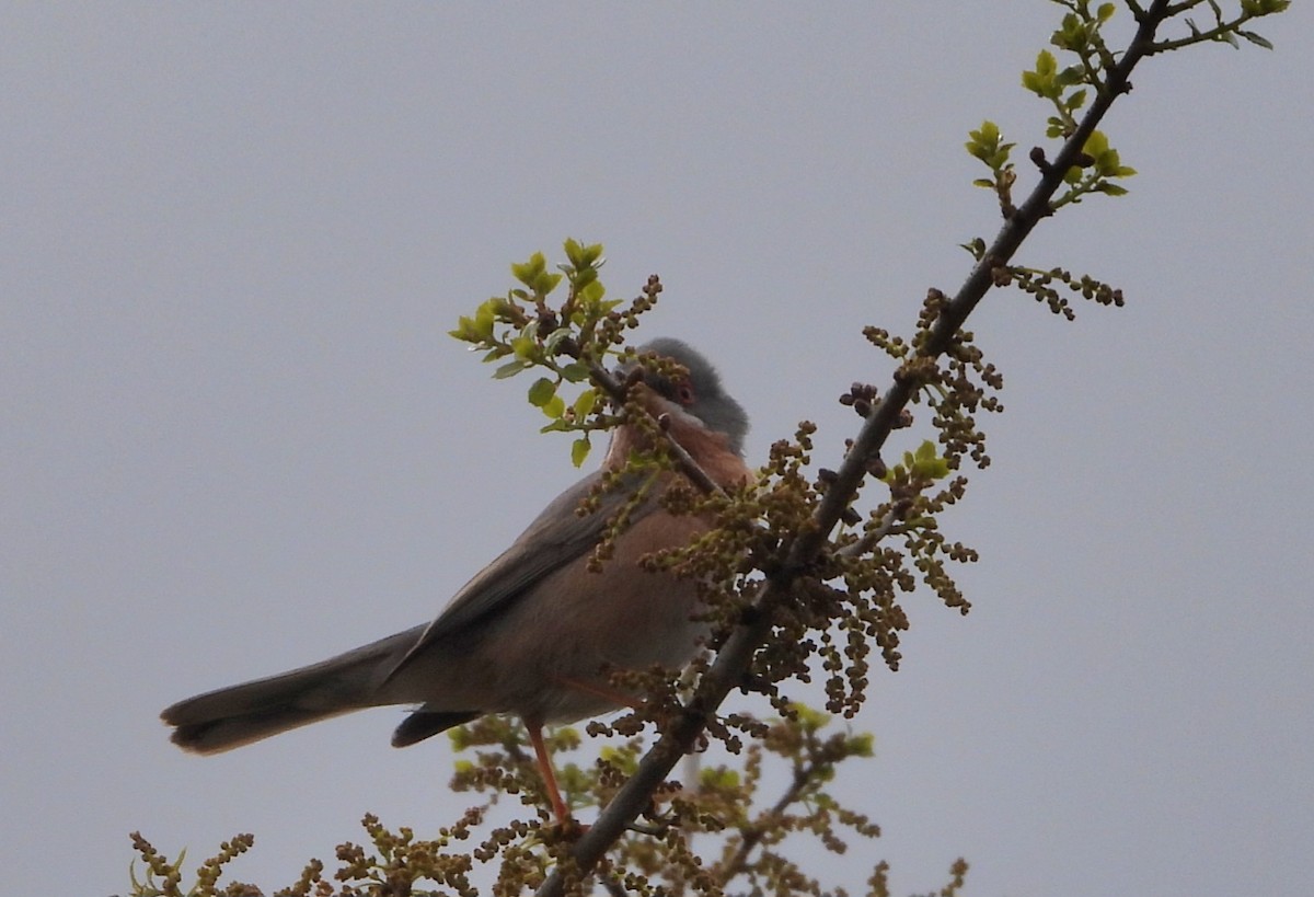 Western Subalpine Warbler - ML634617411