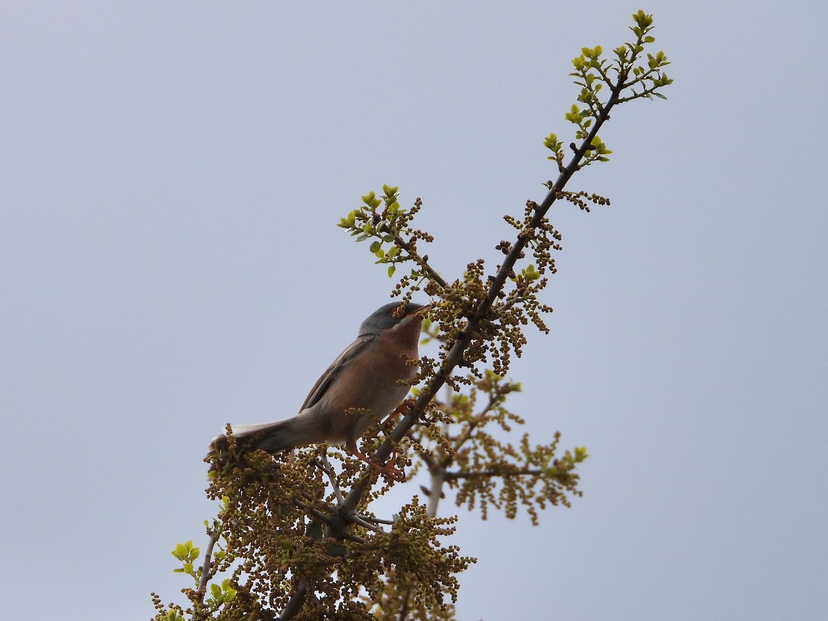 Western Subalpine Warbler - ML634617412