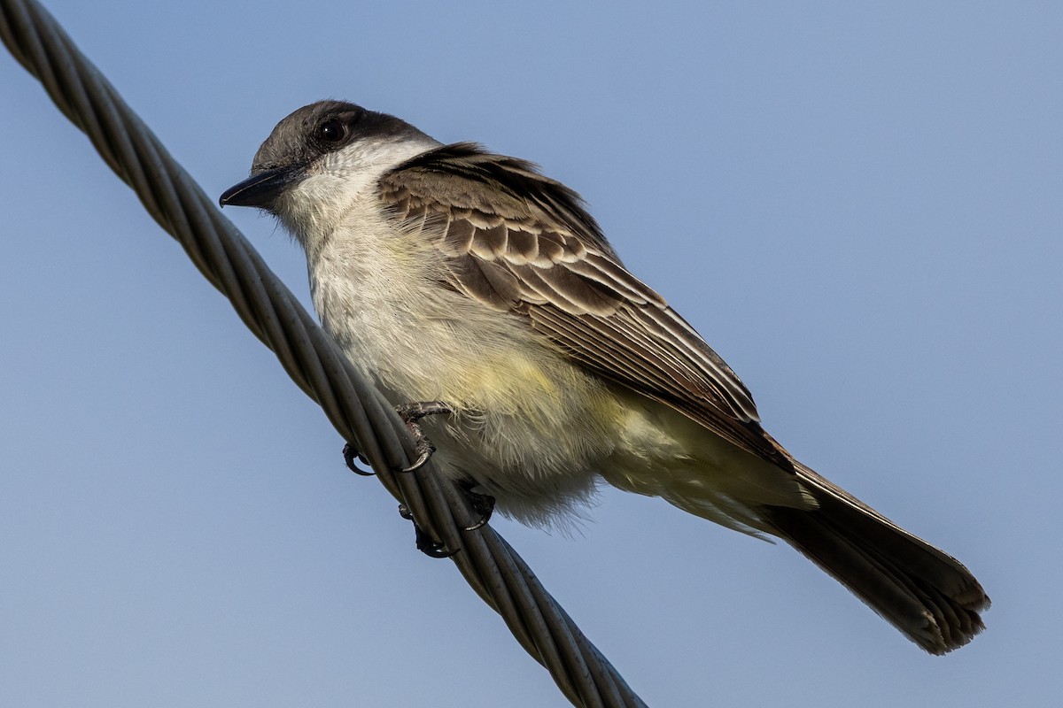 Loggerhead Kingbird - ML634617429
