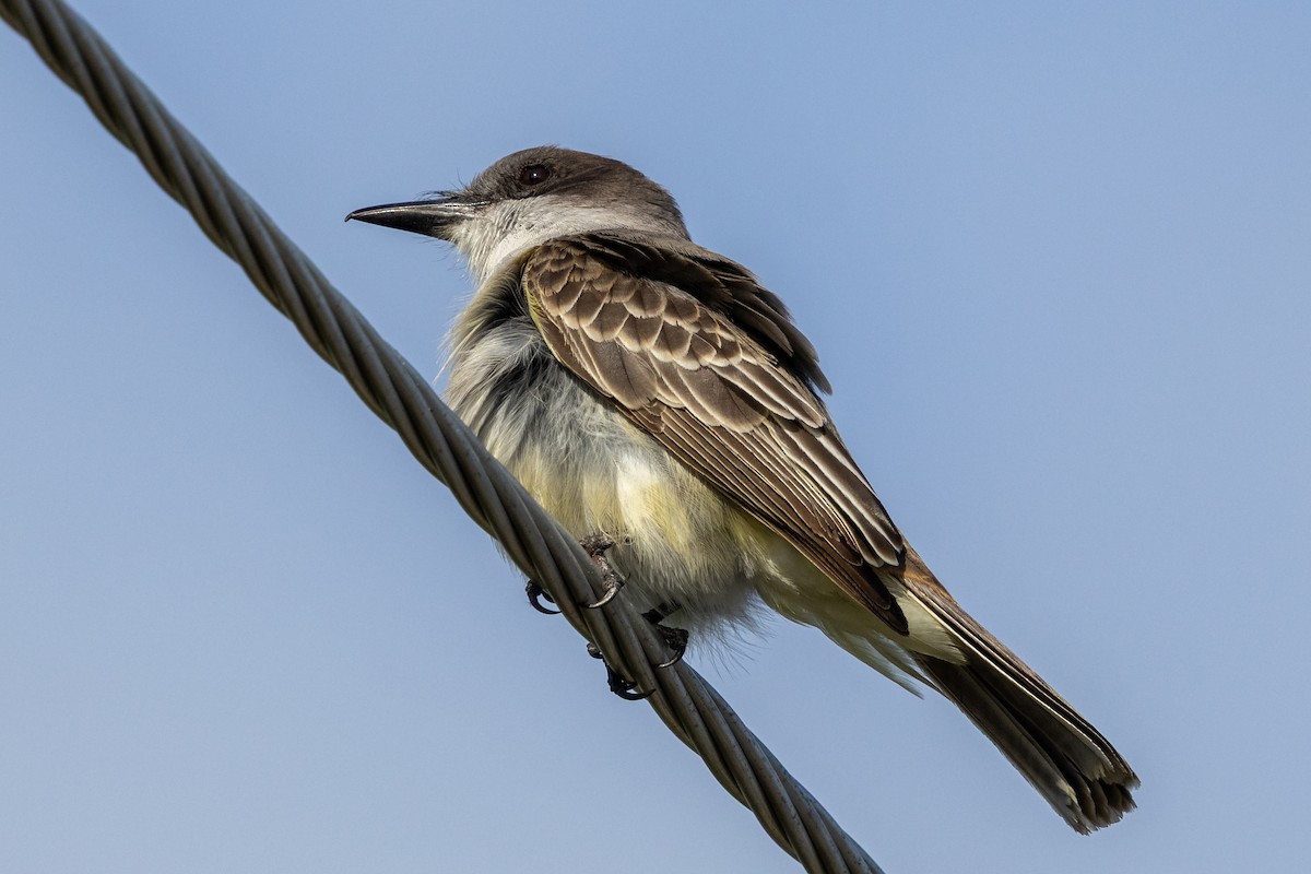 Loggerhead Kingbird - ML634617430