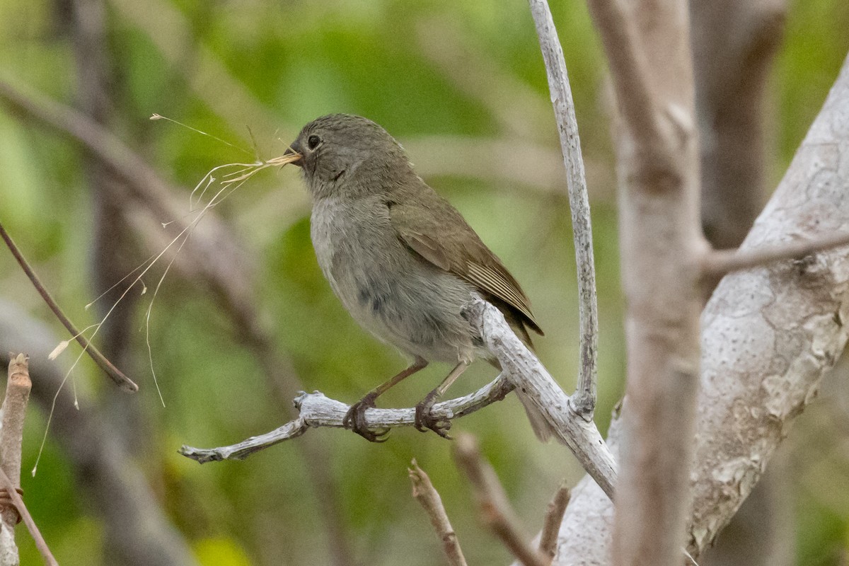 Black-faced Grassquit - ML634617439