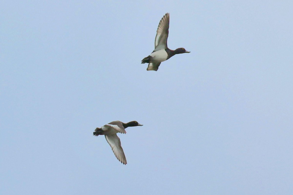 Tufted Duck - ML634617573