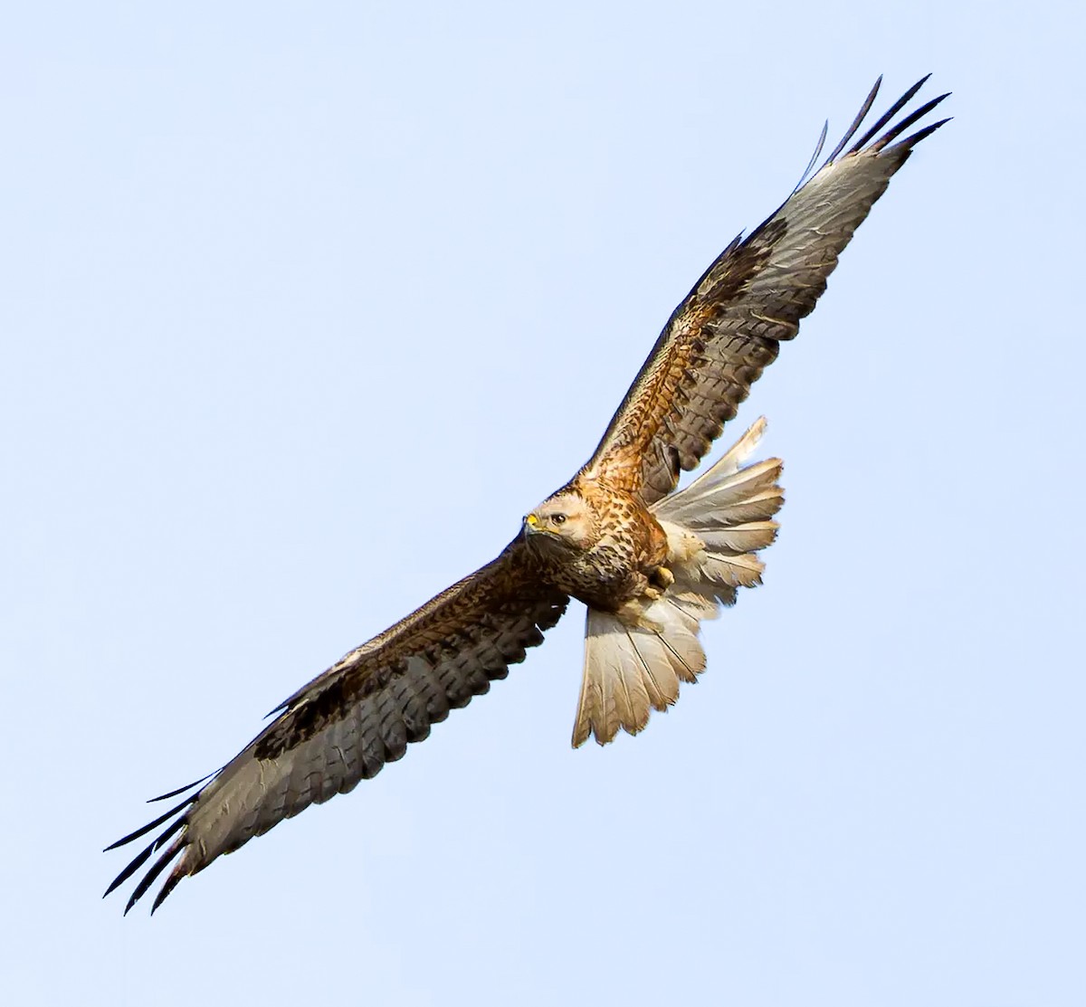 Poiana codabianca - ML634617725