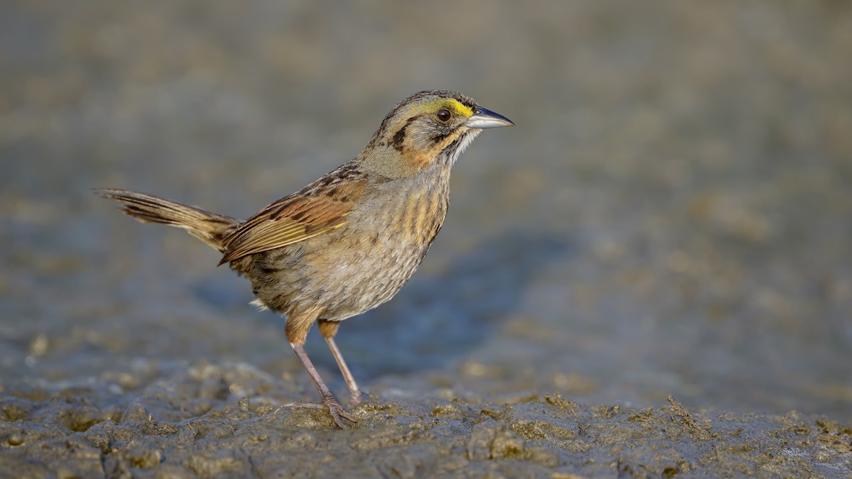 Seaside Sparrow (Gulf of Mexico) - ML634617872
