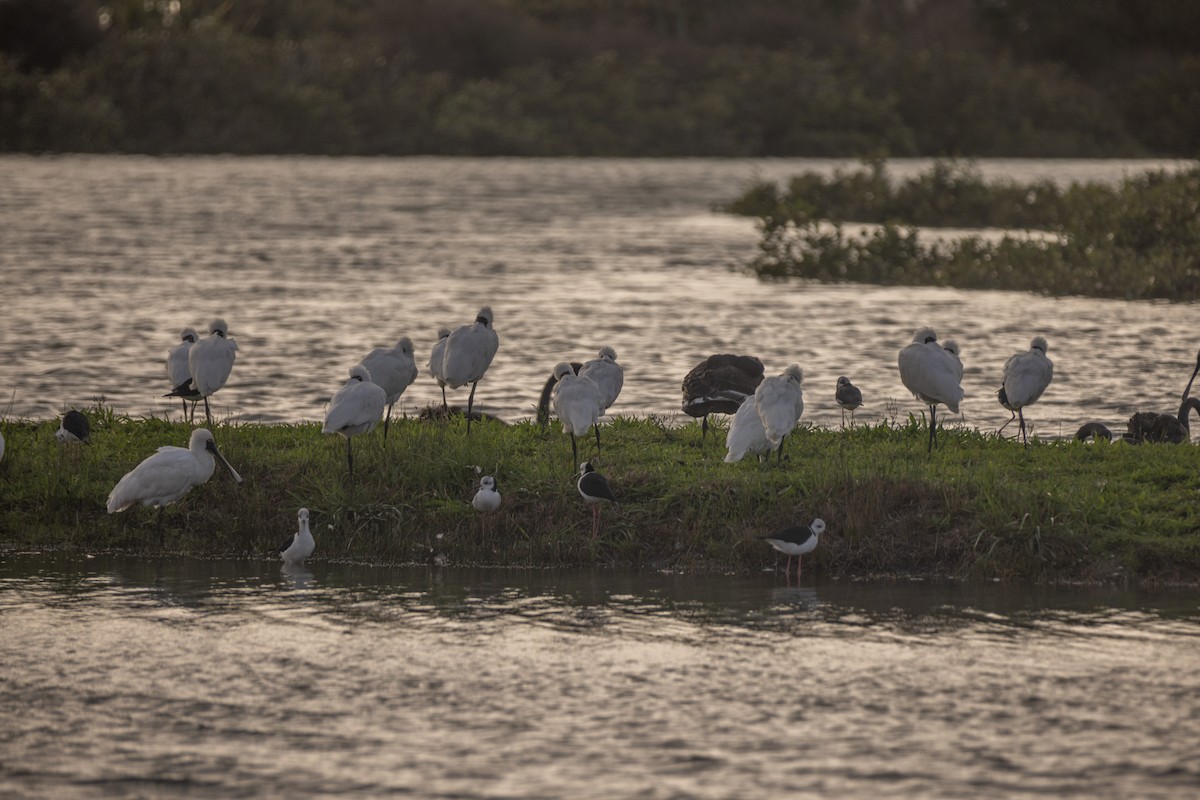Royal Spoonbill - ML634617959
