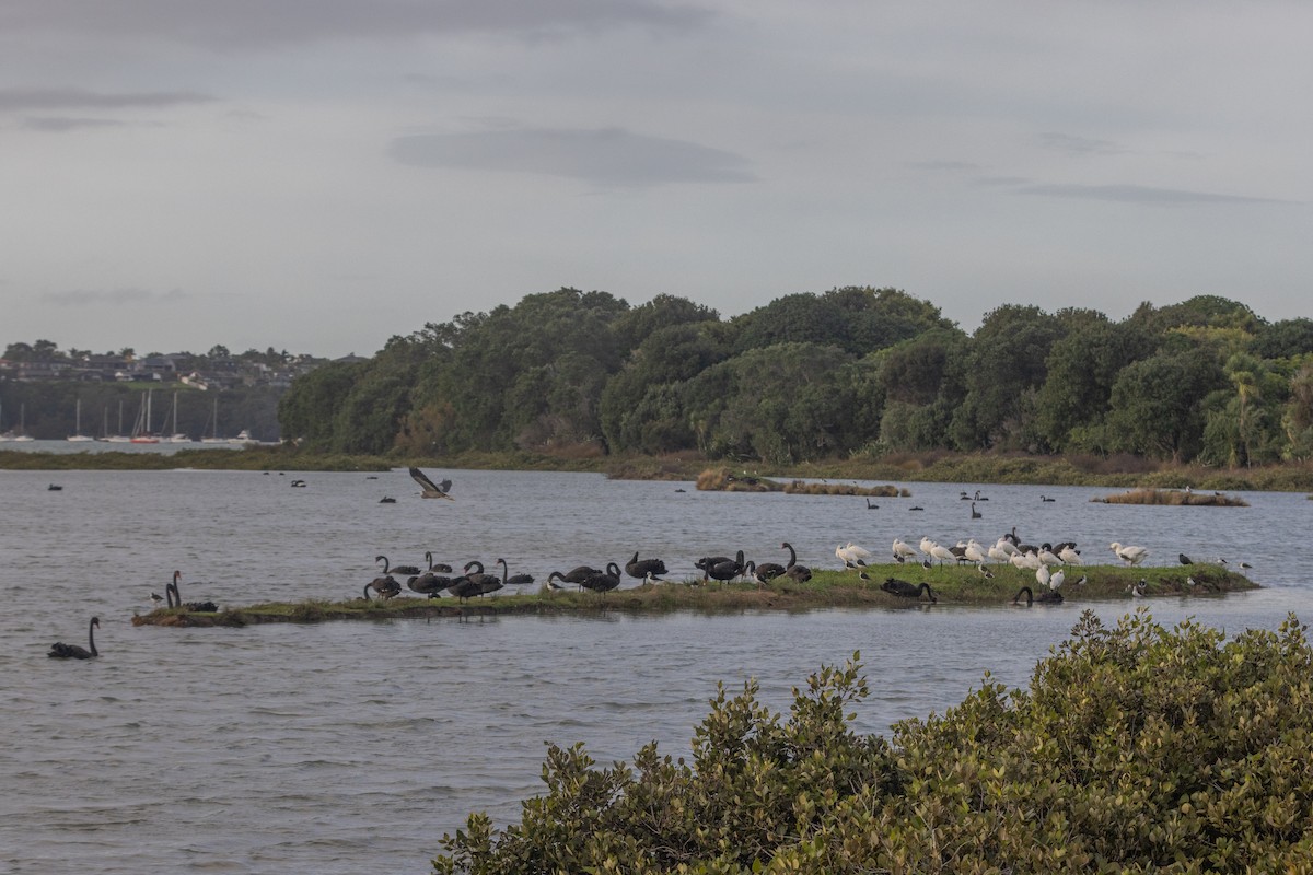 Black Swan - ML634618003