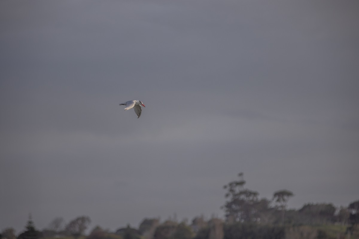 Caspian Tern - ML634618040