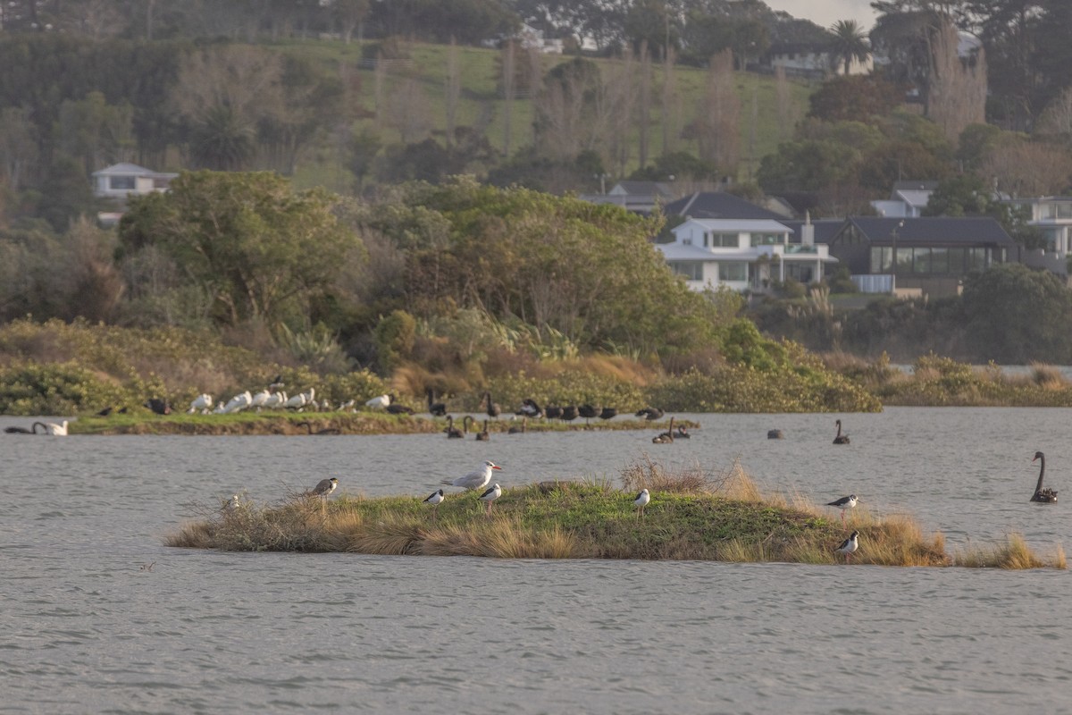 Caspian Tern - ML634618050