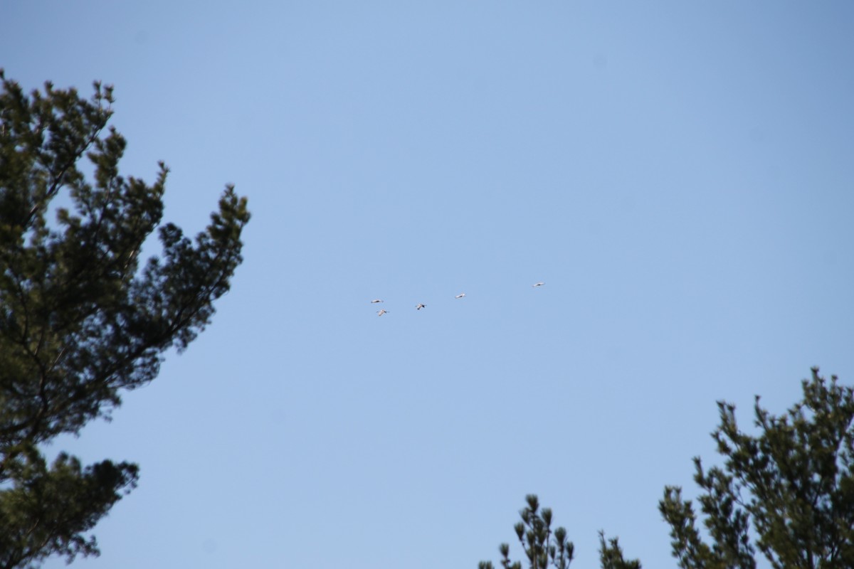 Sandhill Crane - ML634618139