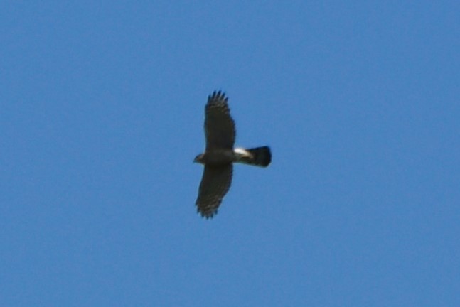 Cooper's Hawk - ML634618196