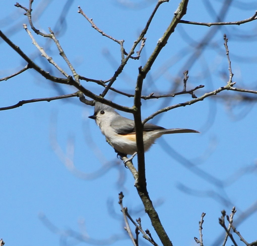 Tufted Titmouse - ML634618210