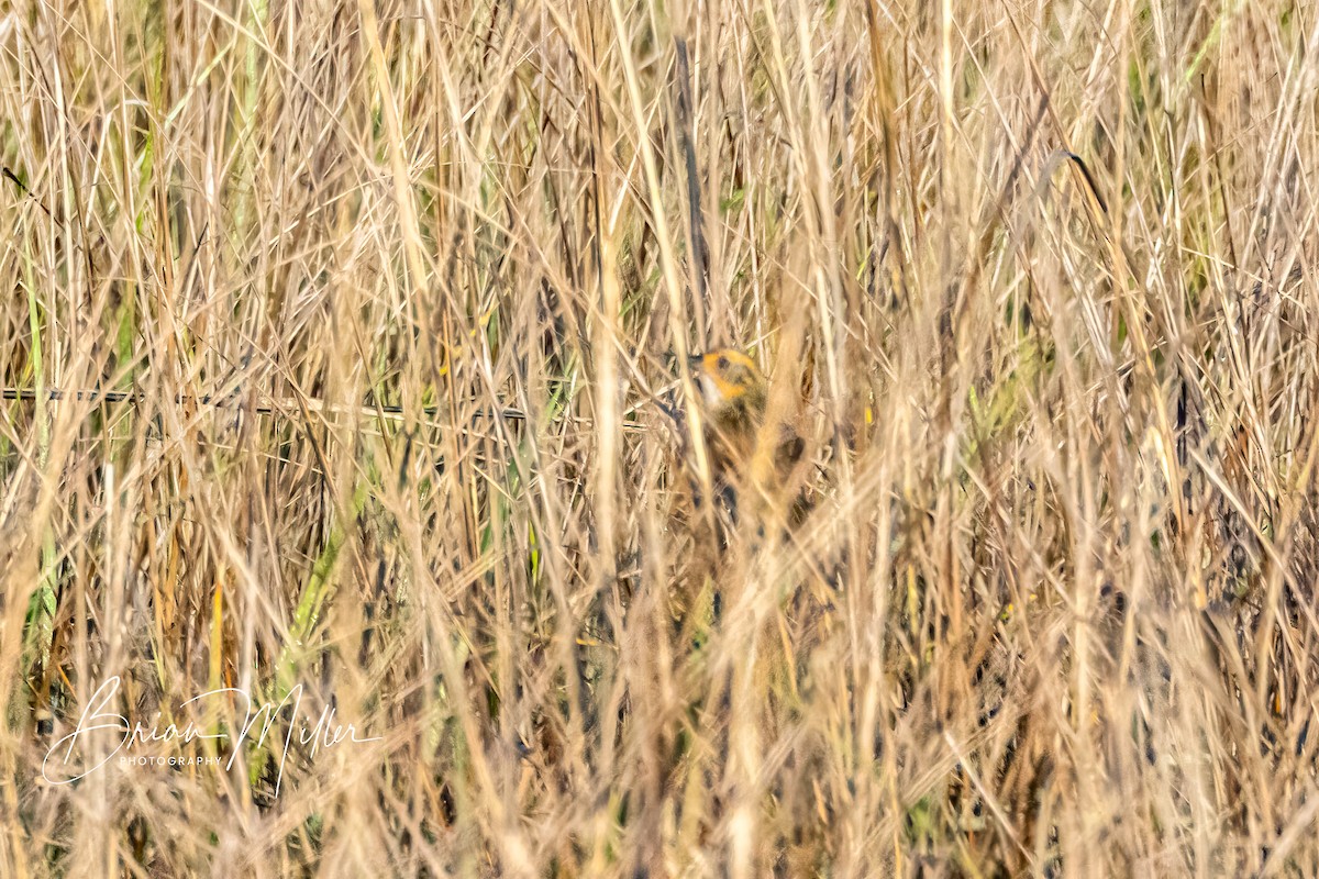 Bruant à queue aiguë - ML634618220