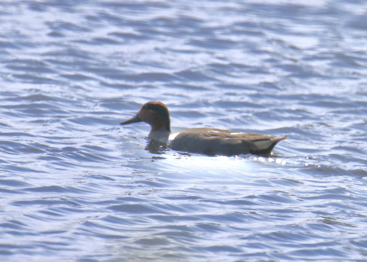 Green-winged Teal - ML634618246