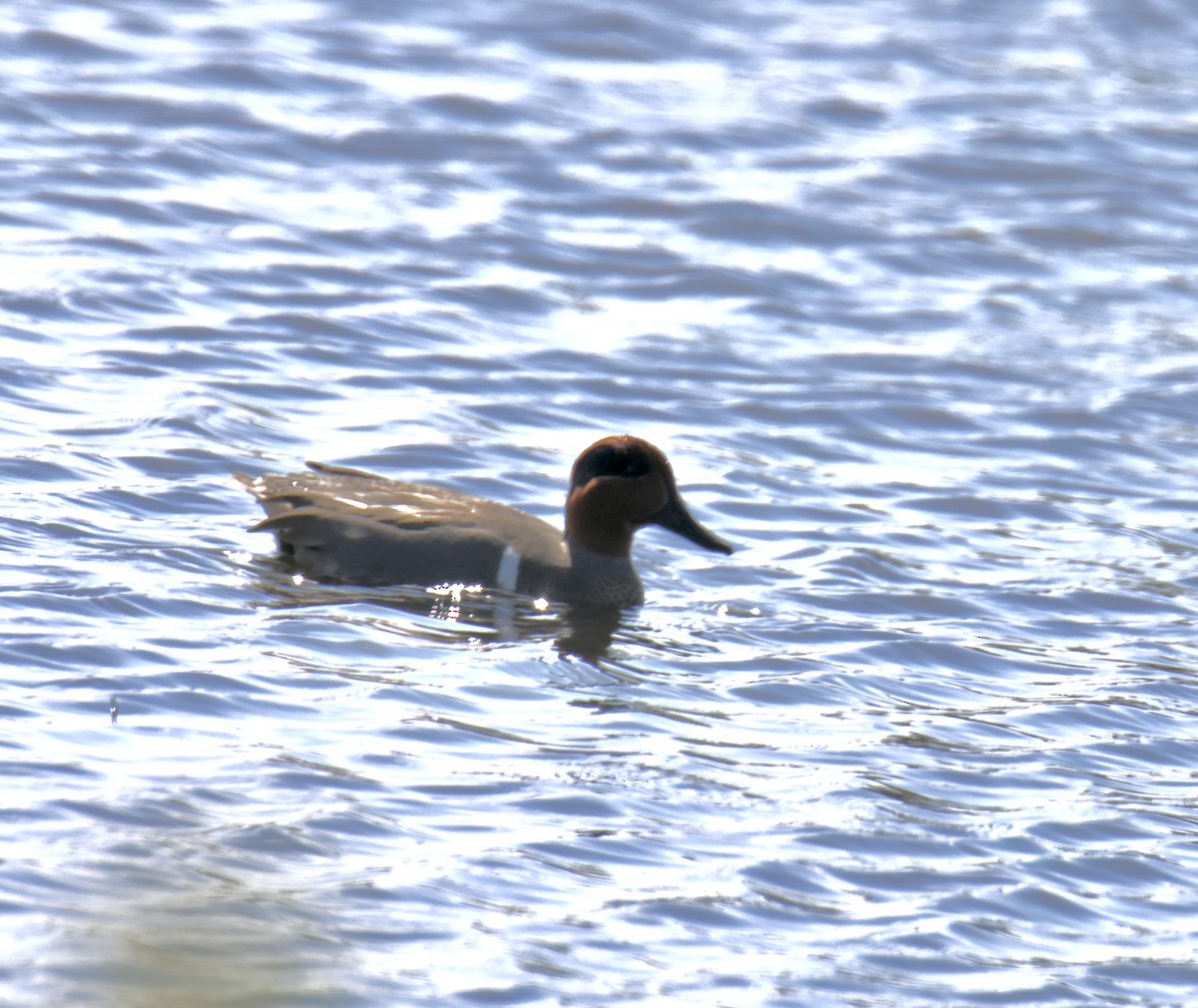 Green-winged Teal - ML634618273