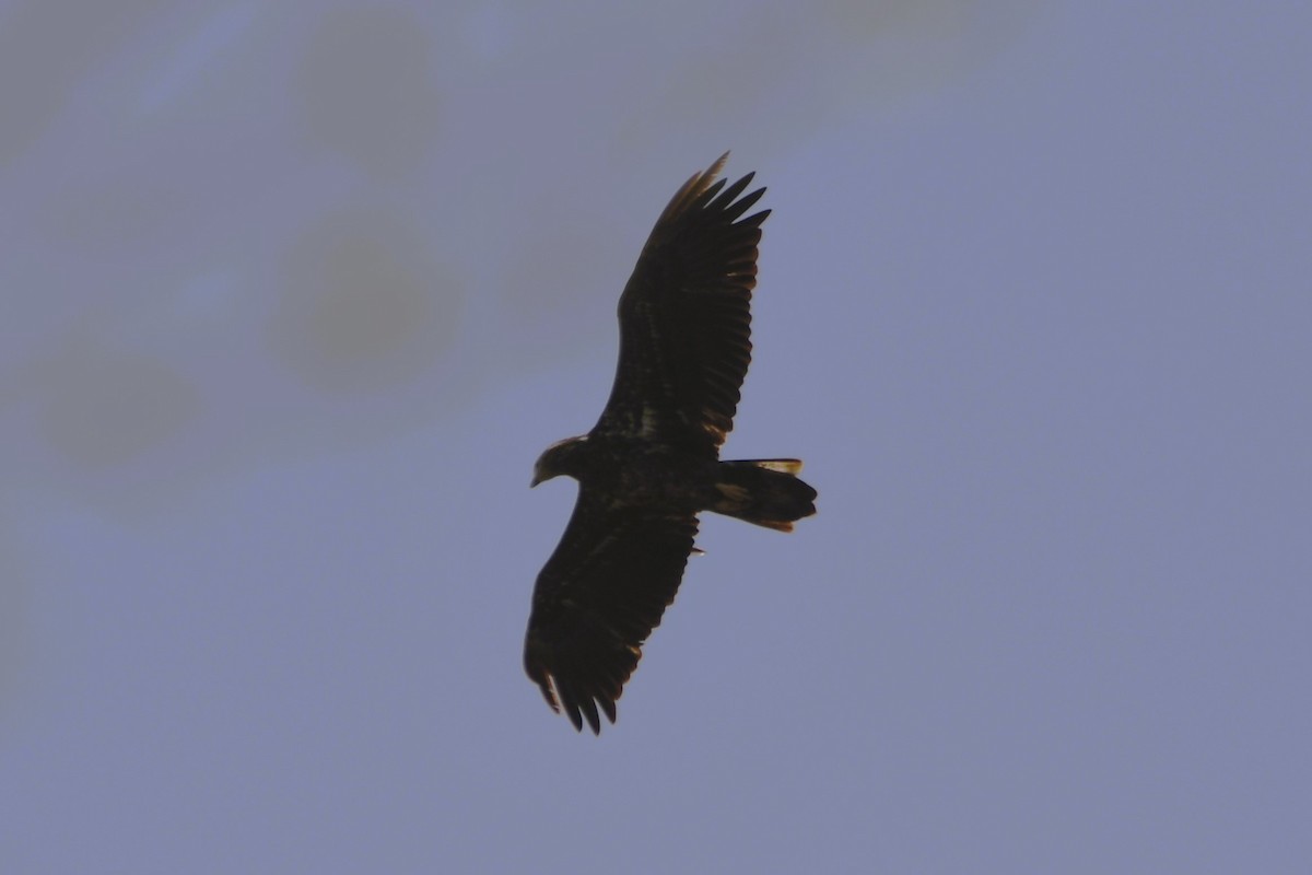 Bald Eagle - ML634618318