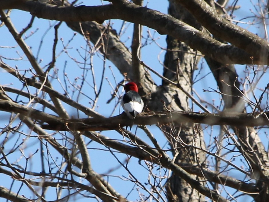 Red-headed Woodpecker - ML634618366