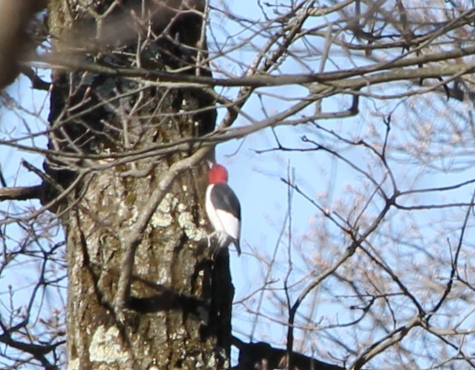 Red-headed Woodpecker - ML634618448