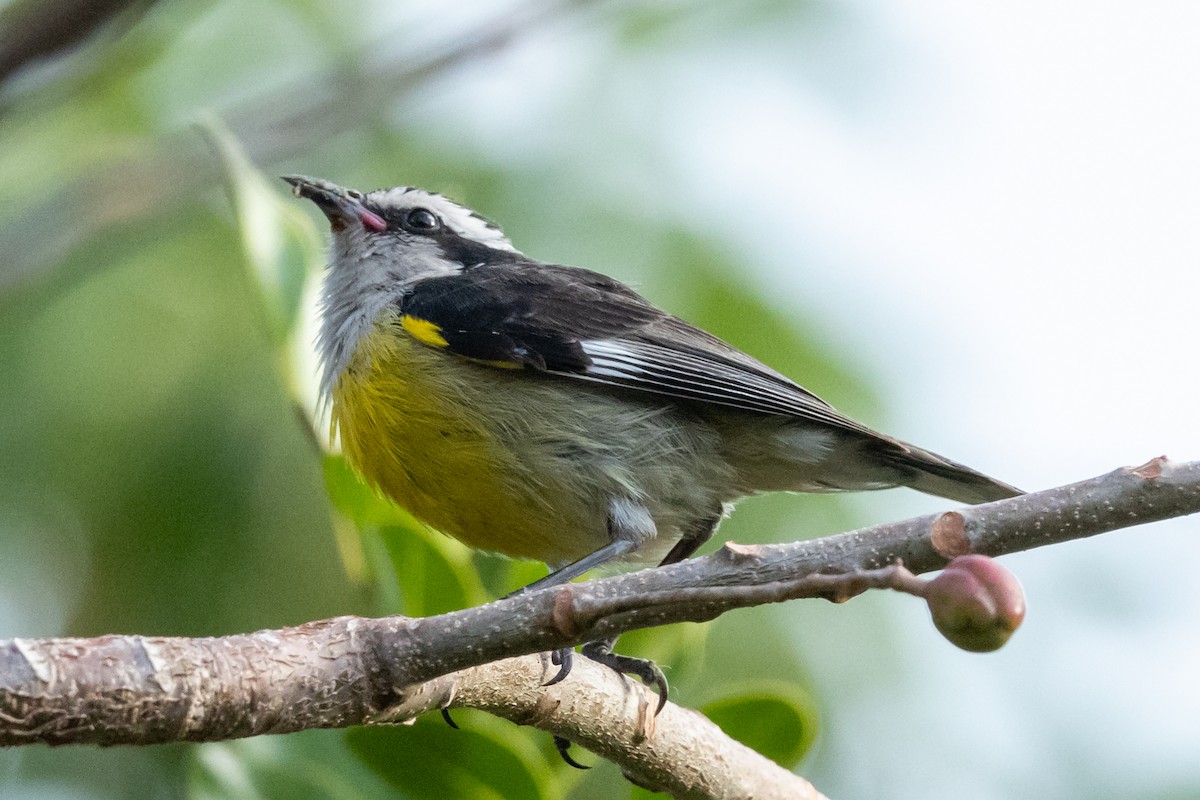 Bananaquit - ML634618452