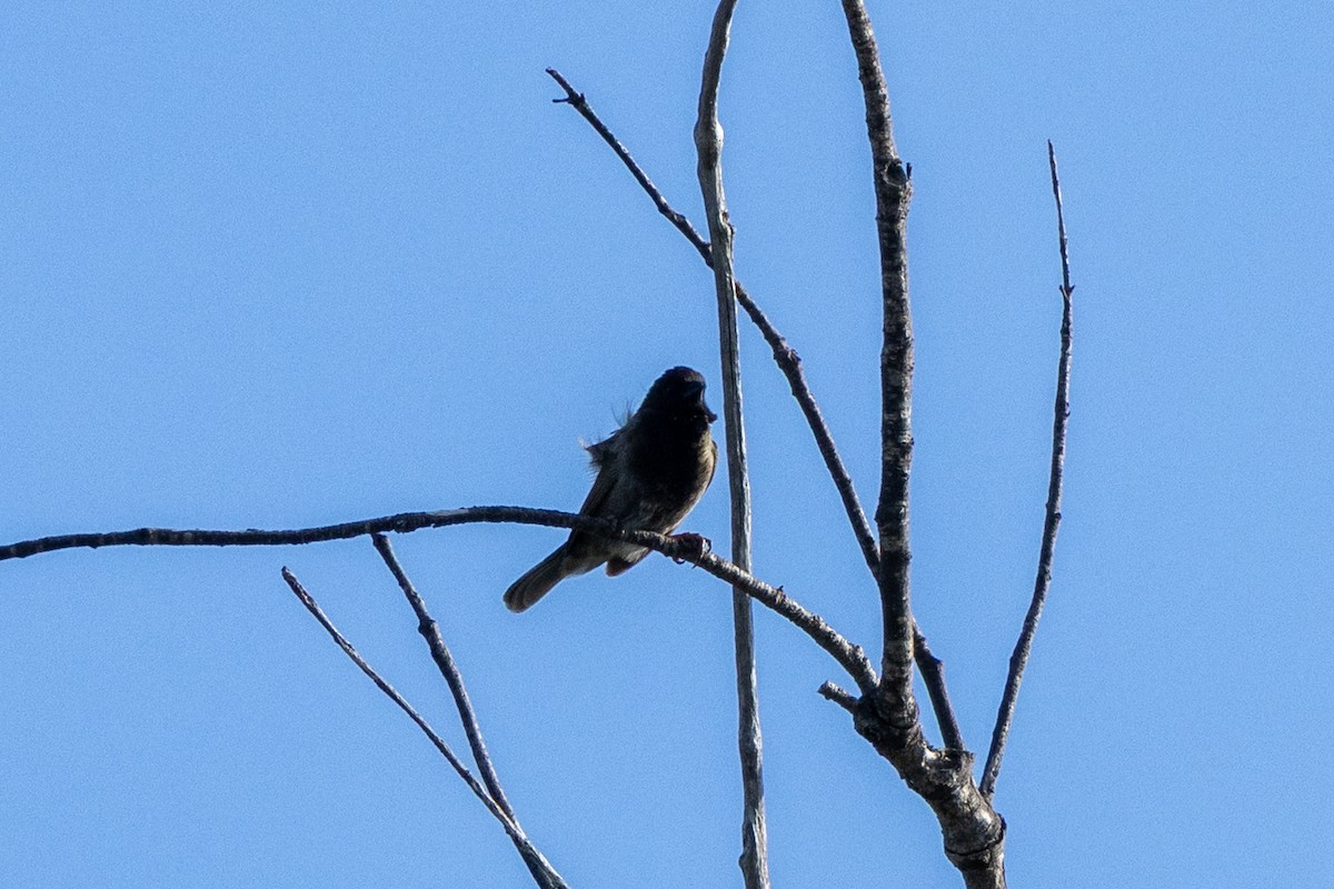 Black-faced Grassquit - ML634618463