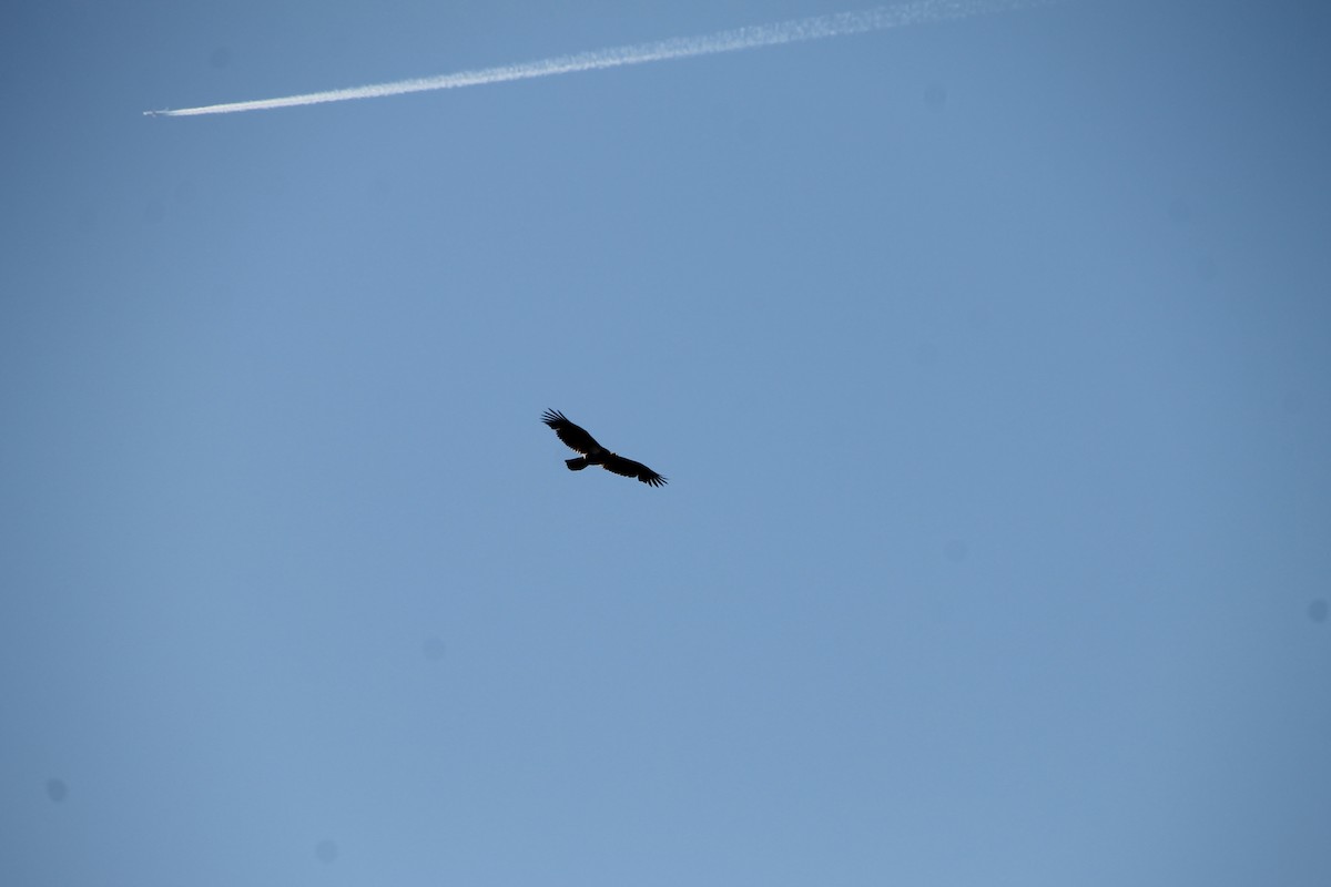 Bald Eagle - ML634618483